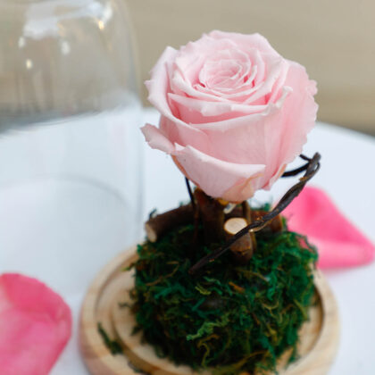 Forever rose Pink