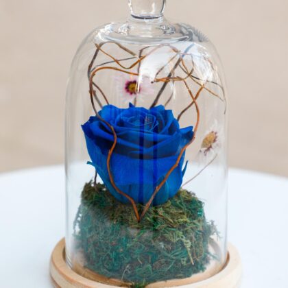 Forever rose Blue
