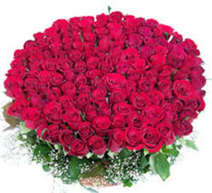 100 Red Roses